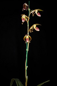 Paph_gigantifolium_Thornton Death Lord_AM-AOS_80 Flower